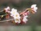 Â Sakura. Cherry Blossom in Springtime. Beautiful Pink Flowers